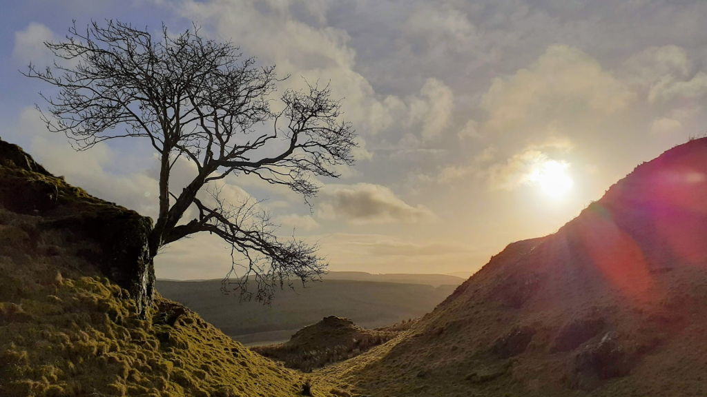 A landscape image of hills and sky with 1 tree.