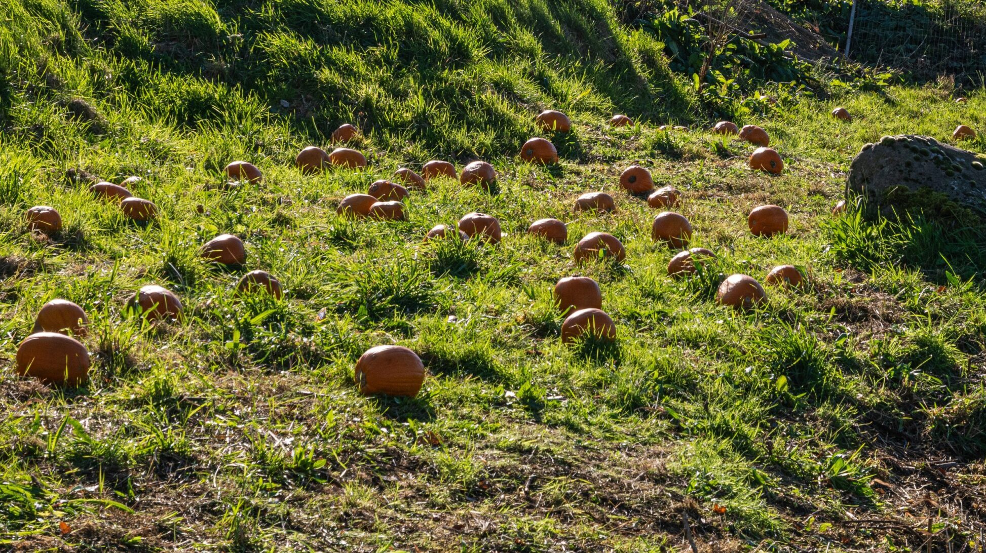 Annan Harbour AG CLF25 (2)